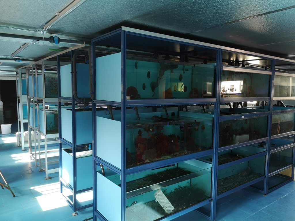 Nemo-Aquaristik Zuchtbecken Nemo-Aquaristik Zuchtbecken
