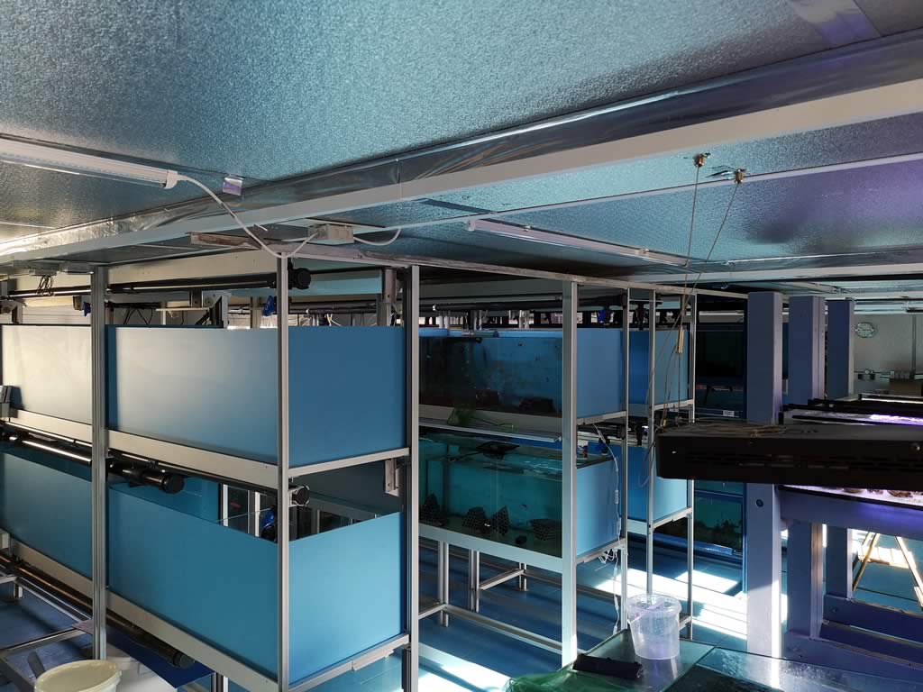 Nemo-Aquaristik Zuchtbereich Clownfisch Nemo-Aquaristik Zuchtbereich Clownfisch