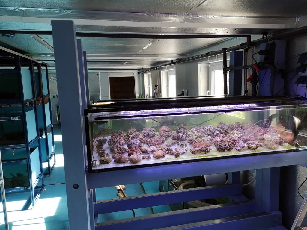 Nemo-Aquaristik Zuchtbereich Korallen Nemo-Aquaristik Zuchtbereich Korallen
