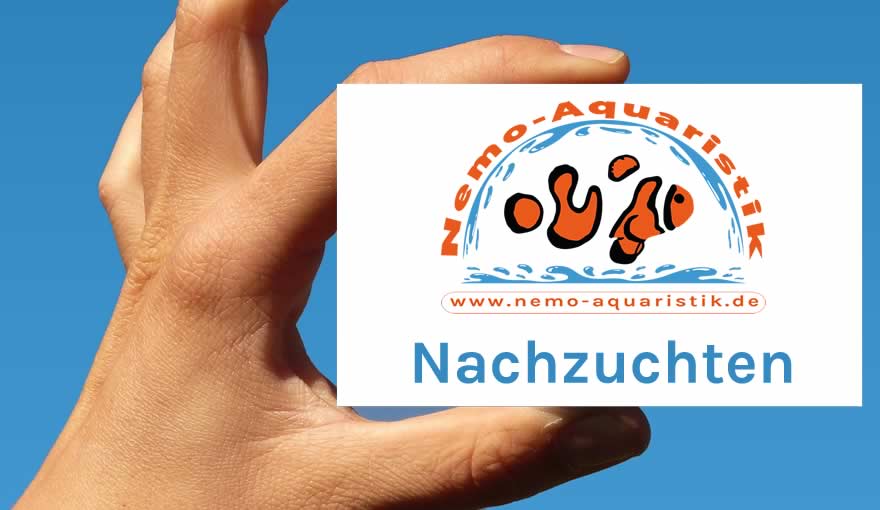 Nemo-Aquaristik Meerwasser Nachzuchten