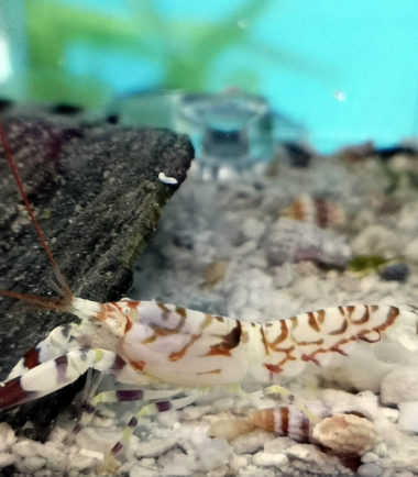 Alpheus bellulus