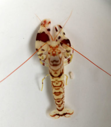 Alpheus bellulus-Hübscher Knallkrebs