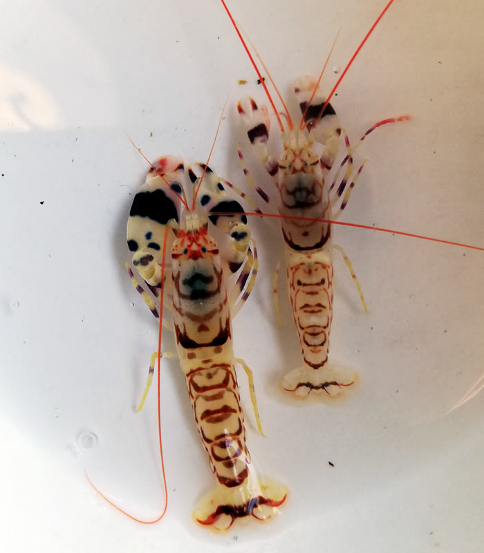 Alpheus bellulus Pärchen Alpheus bellulus Pärchen