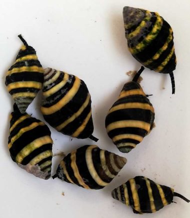 Bubble Bee Schnecke