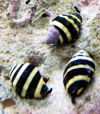 Engina mendicaria - Hummelschnecke