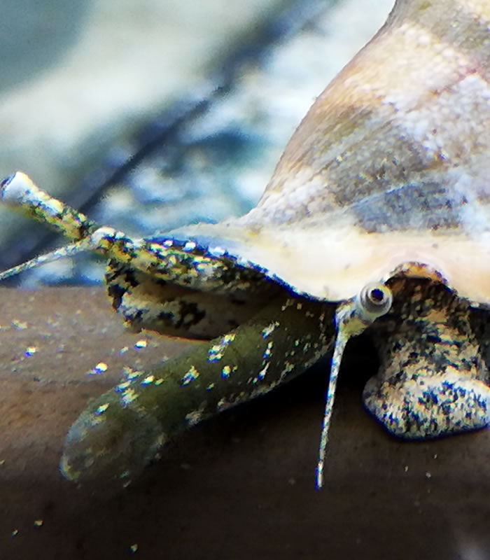 Gibberulus Flügelschnecke Gibberulus Flügelschnecke