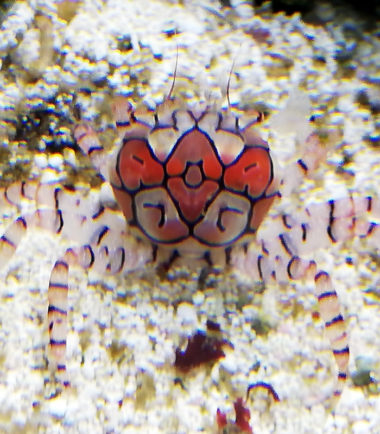 Lybia tessellata Boxerkrabbe