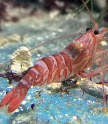 Lysmata kuekenthali Lysmata kuekenthali