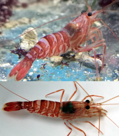 Lysmata kuekenthali - Kuekenthals Putzergarnele