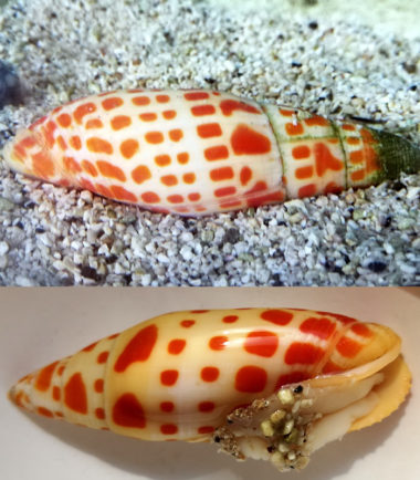 Mitra Mitra