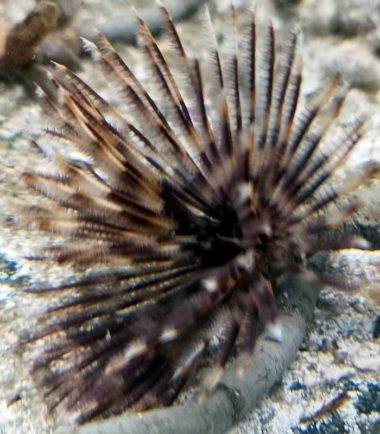 Sabella sp