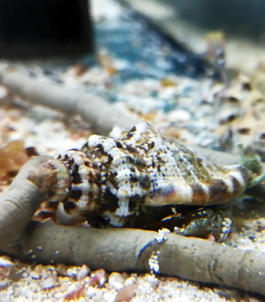Strombus Gibberulus gibberulus Flügelschnecke Strombus Gibberulus gibberulus Flügelschnecke