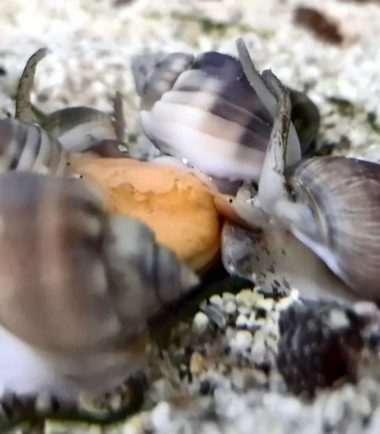 Wellhornschnecke-Netzreusenschnecke