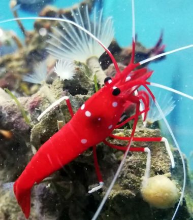 Meeresaquaristik 7 Lysmata debelius Kardinalsgarnele Nemo-Aquaristik