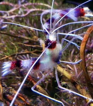 Stenopus hispidus