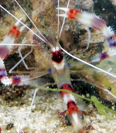 Stenopus hispidus - gebänderte Scherengarnele