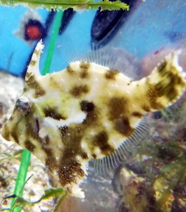 Acreichthys tomentosus, Seegrasfisch, Tangfeilenfisch Acreichthys tomentosus, Seegrasfisch, Tangfeilenfisch