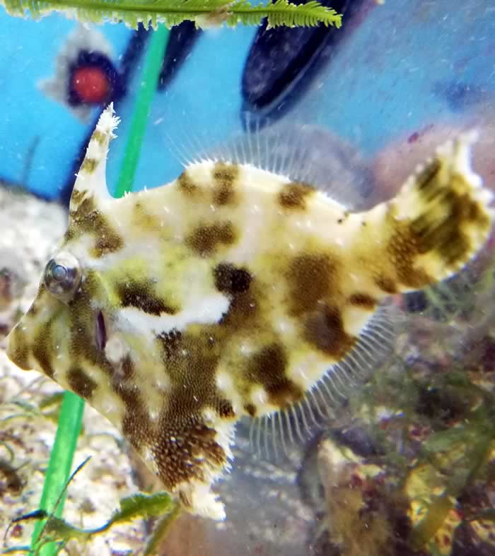 Acreichthys tomentosus, Seegrasfisch, Tangfeilenfisch Acreichthys tomentosus, Seegrasfisch, Tangfeilenfisch