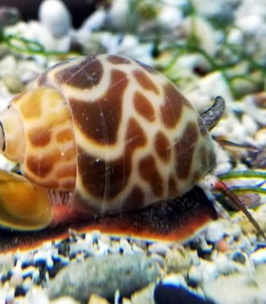 Babylonia zeylanica