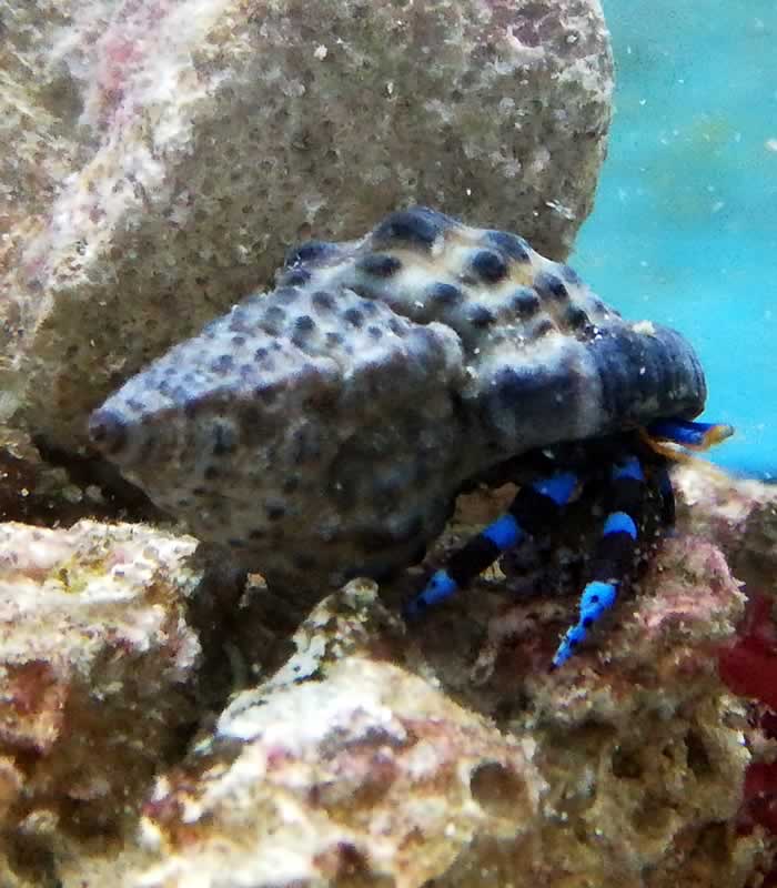 Calcinus elegans - Blauer Halloween-Einsiedlerkrebs Calcinus elegans - Blauer Halloween-Einsiedlerkrebs