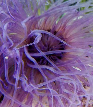 Cerianthus filiformis