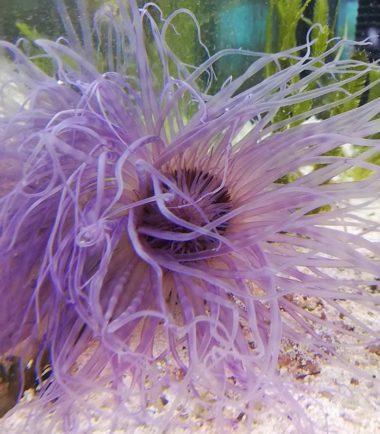 Cerianthus filiformis Zylinderrose