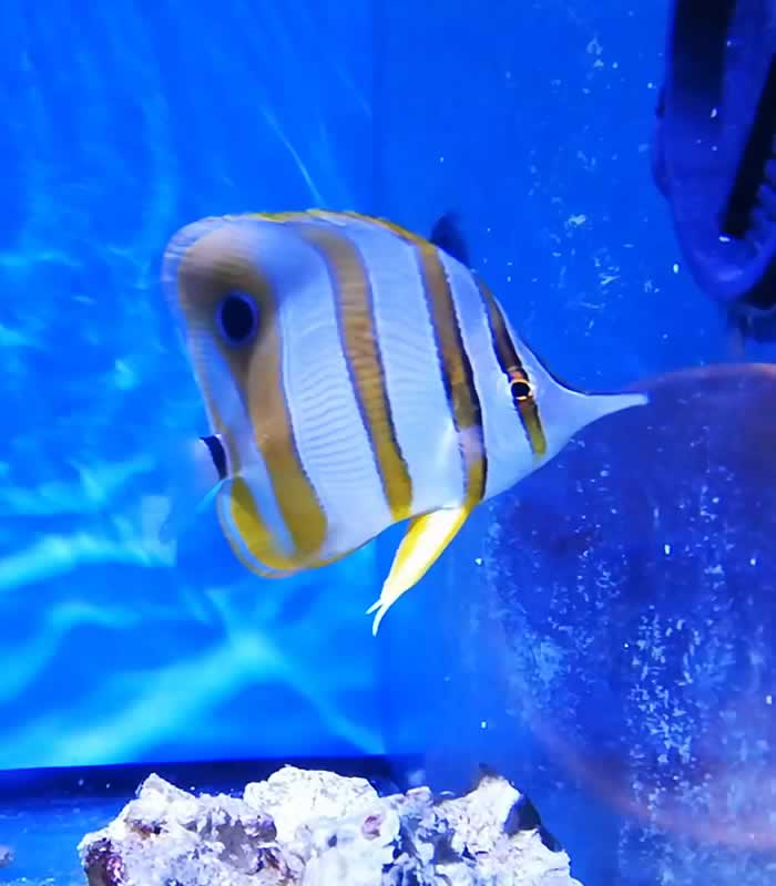 Chelmon rostratus - Orangebinden Pinzettfisch Chelmon rostratus - Orangebinden Pinzettfisch