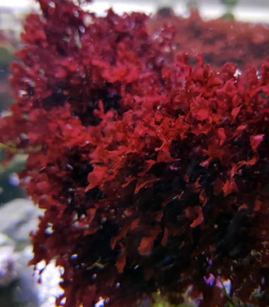 Halymenia sp