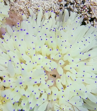 Heteractis crispa Lederanemone