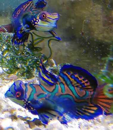 Mandarinfisch Leierfisch