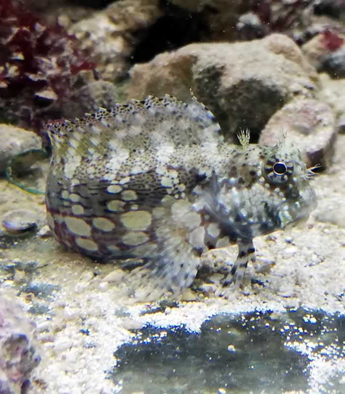 Salarias fasciatus - Juwelen Felshüpfer Salarias fasciatus - Juwelen Felshüpfer