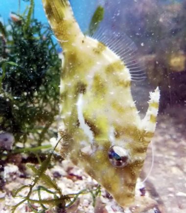 Tangfeilenfisch Tangfeilenfisch