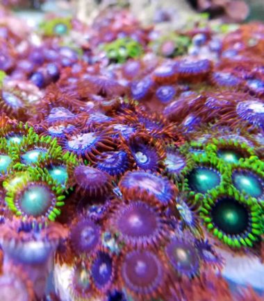 Zoanthus, Krustenanemone Zoanthus sp. Plug 1