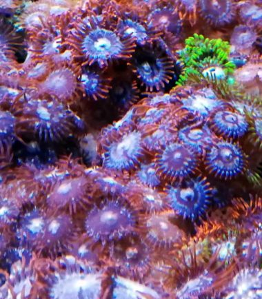Zoanthus Polypen Zoanthus Polypen