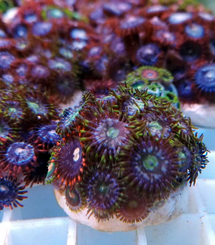 Zoanthus sp. Plug - Zoas, Krustenanemone Zoanthus sp. Plug - Zoas, Krustenanemone