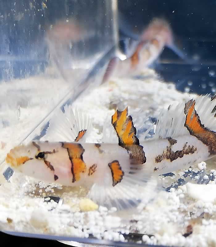 Callogobius cf amikami - Bunte Höhlengrundel Callogobius cf amikami - Bunte Höhlengrundel