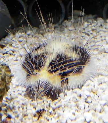 Herzseeigel Herzseeigel