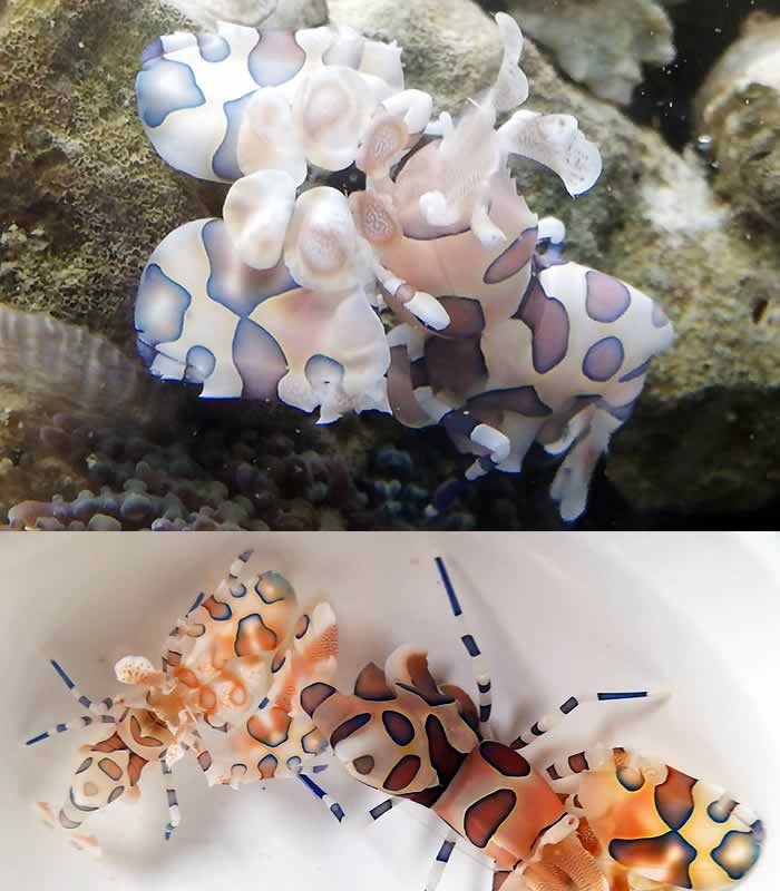 Hymenocera picta Hymenocera elegans Hymenocera picta Hymenocera elegans