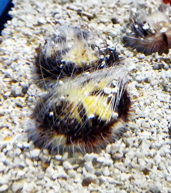 Maretia planulata - Herzseeigel Maretia planulata - Herzseeigel