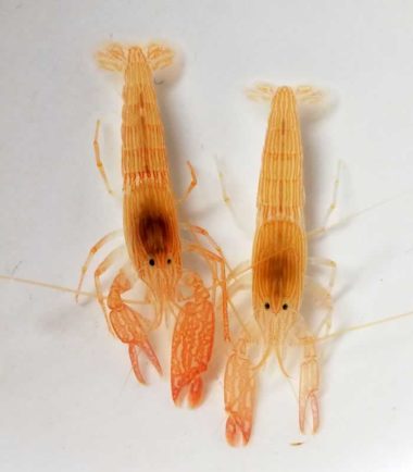 Ockerstreifen Knallkrebs, Gelber Partner Knallkrebs Alpheus ochrostriatus lineatus - Ockerstreifen Knallkrebs 1