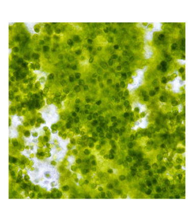 Phytoplankton Gel Phytoplankton Gel