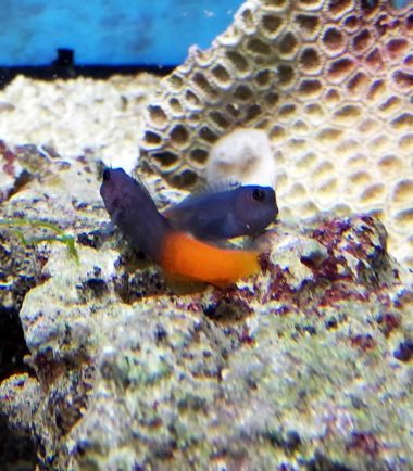 Ecsenius bicolor - zweifarbiger Schleimfisch