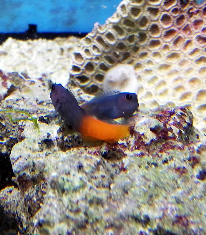 Ecsenius bicolor - zweifarbiger Schleimfisch Ecsenius bicolor - zweifarbiger Schleimfisch
