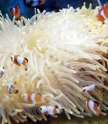 Heteractis magnifica Mauritiusanemone Prachtanemone Heteractis magnifica Mauritiusanemone Prachtanemone