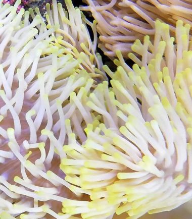 Mauritiusanemone Mauritiusanemone
