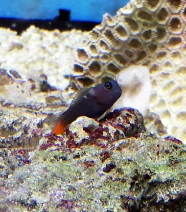 Schleimfisch