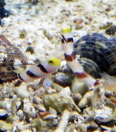Lanzen Symbiosegrundel