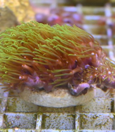 Meeresaquaristik 4 Meeresaquaristik 2