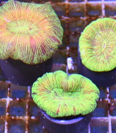 Trachyphyllia geoffroyi Wulstkoralle