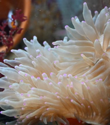 Entacmaea quadricolor - Blasenanemone "farbige Tipps und Fuß"